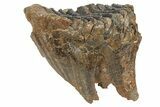 Fossil Woolly Mammoth Molar - Nice Roots #235033-3